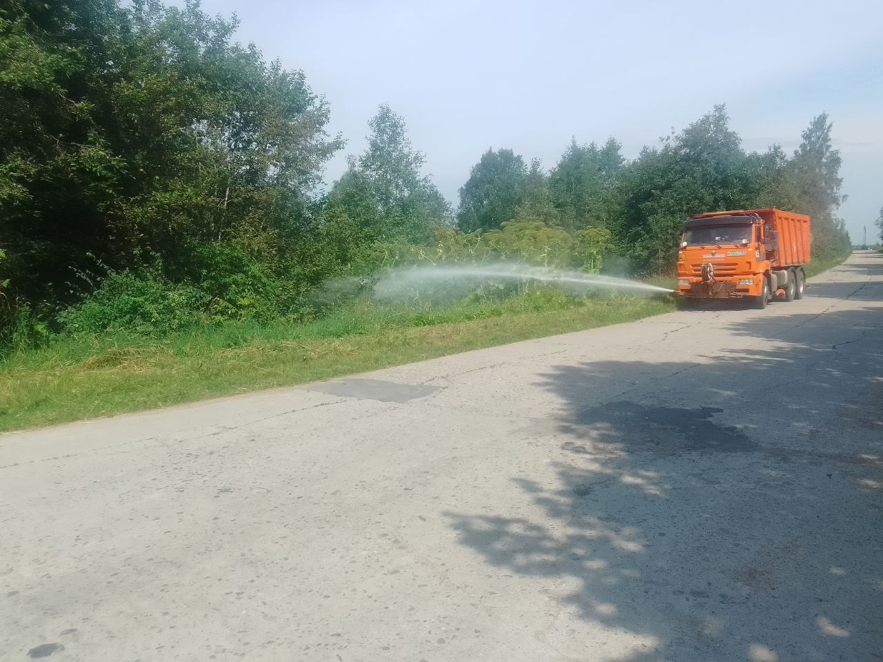 Устранение борщевика вдоль дорог Устранение борщевика вдоль дорог