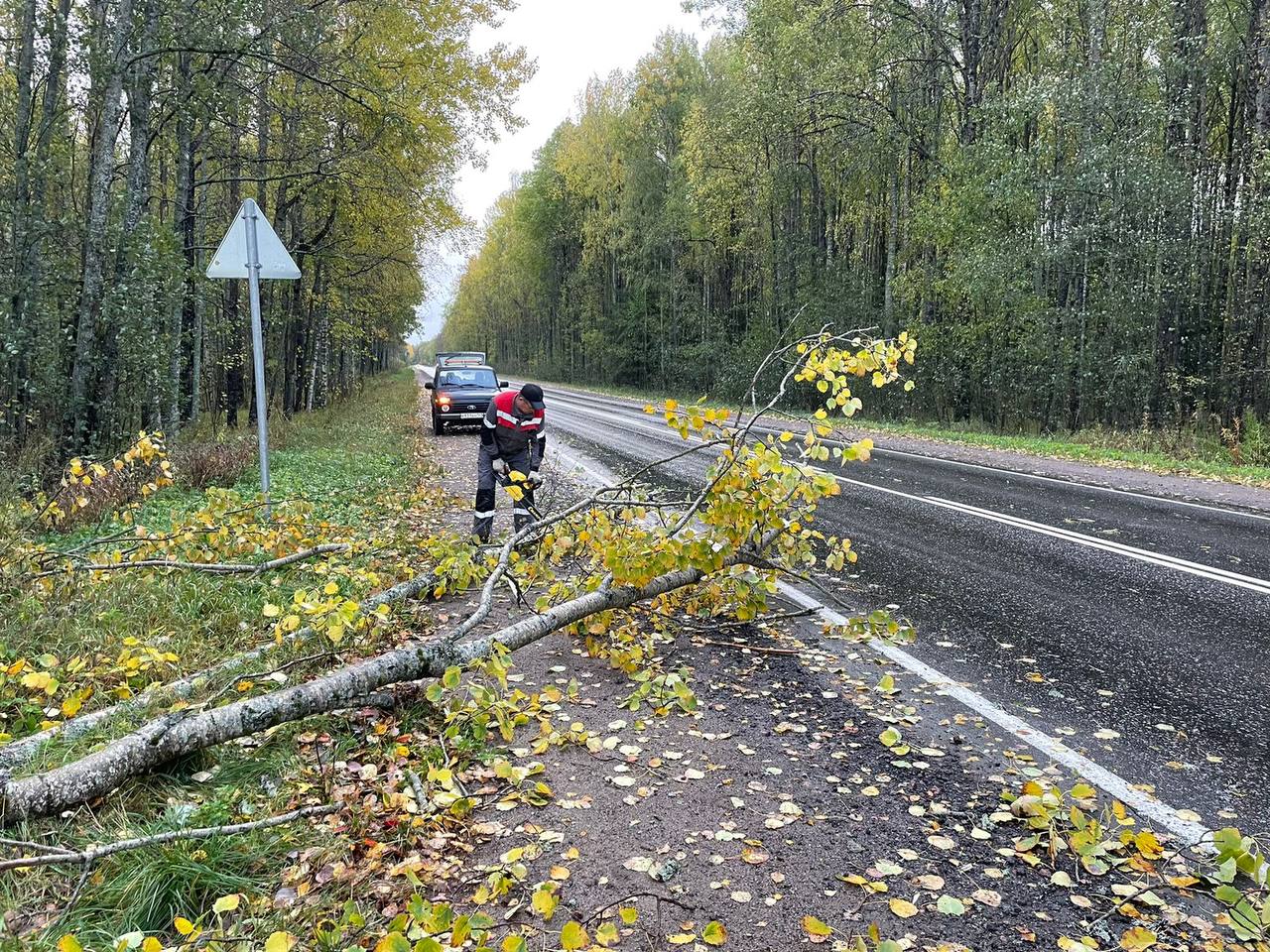 Убираем с проезжей части поваленные ветром деревья Убираем с проезжей части поваленные ветром деревья