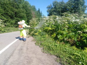 В борьбе с борщевиком