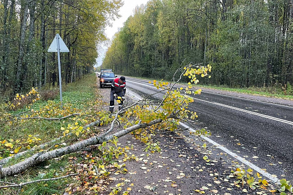 Убираем с проезжей части поваленные ветром деревья
