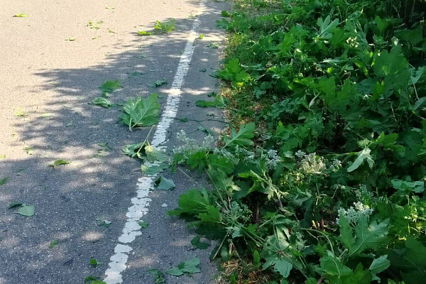 Устранение борщевика вдоль дорог