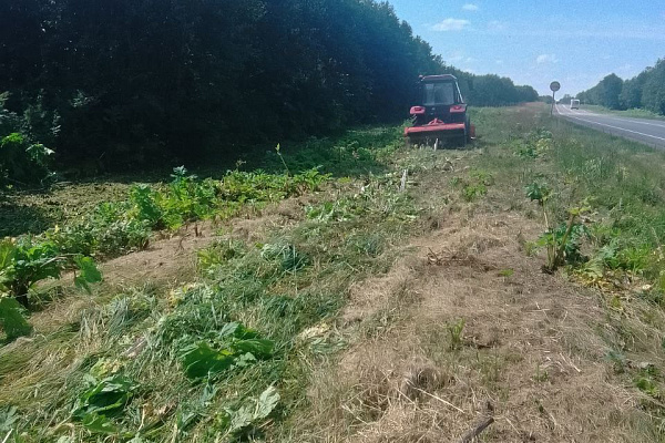 Устранение борщевика вдоль дорог