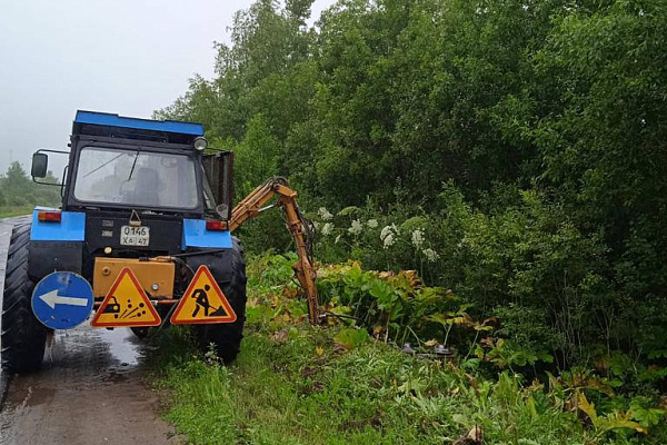 В борьбе с борщевиком